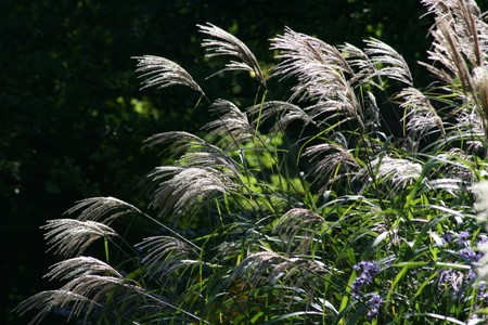 Picture of Miscanthus sachariflorus